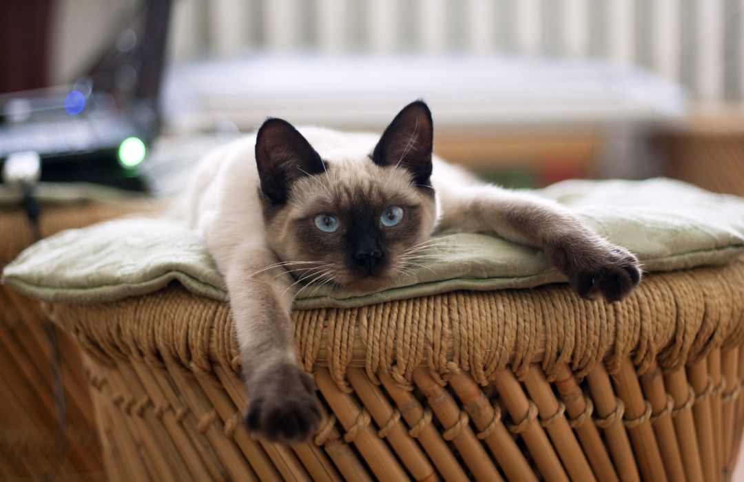 a cat lying on the wicker chair