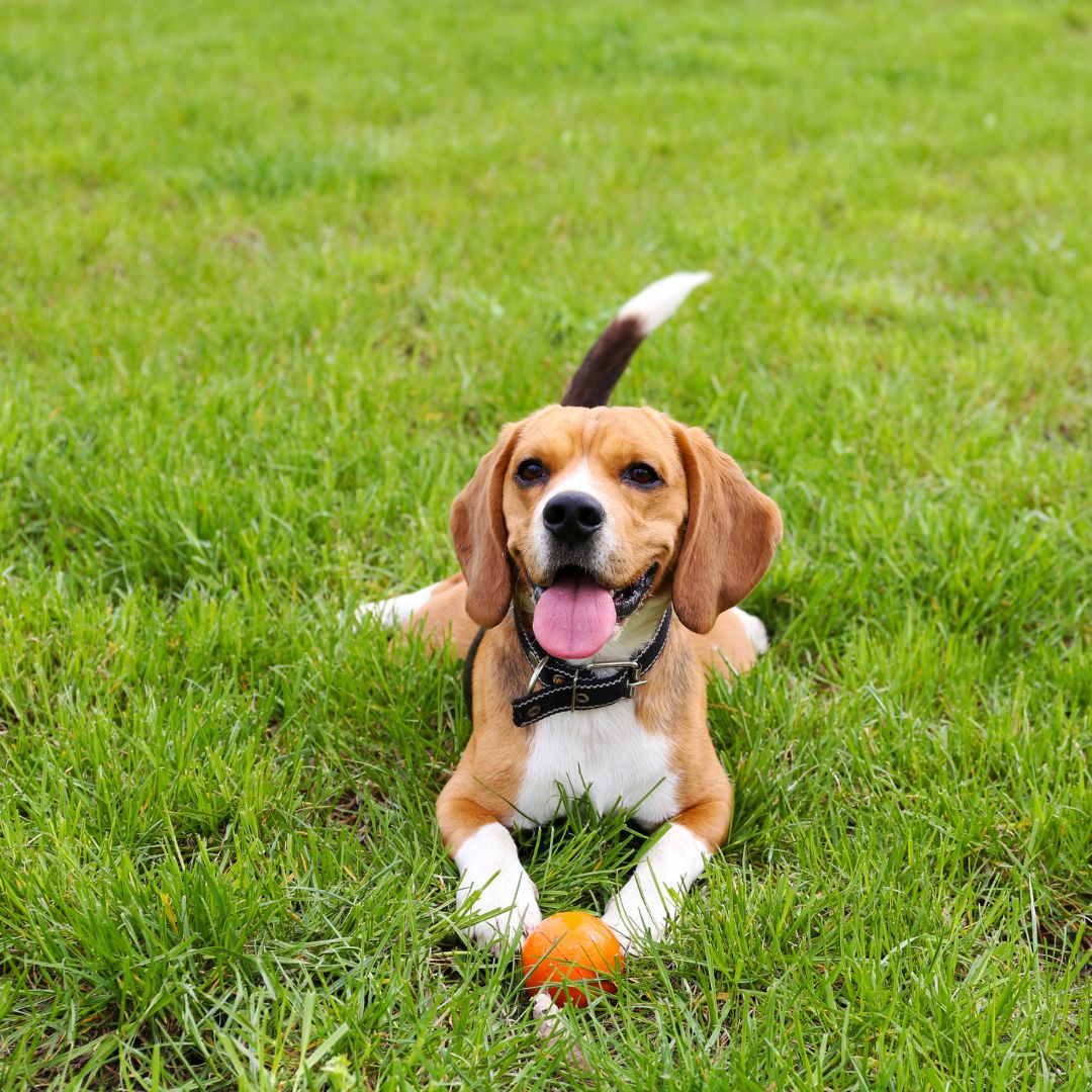 a brown and white dog lying on top of a lush green field