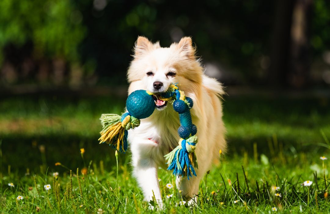 Pet Behaviour Banner a dog running with a toy in its mouth