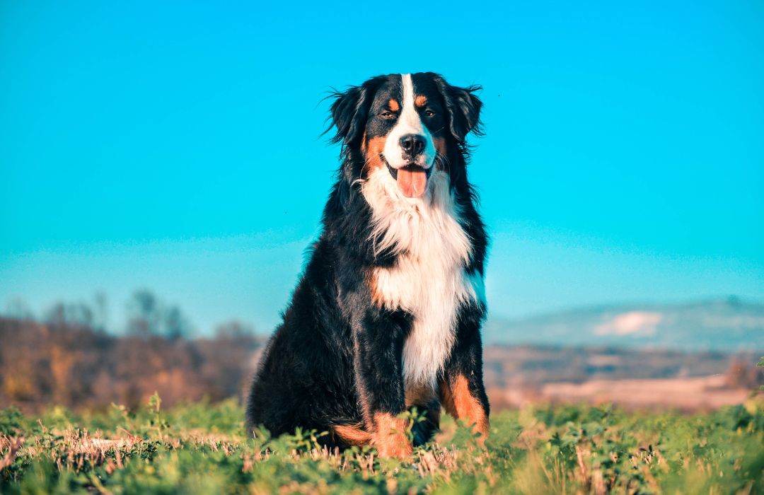 a black and white dog sitting in a field