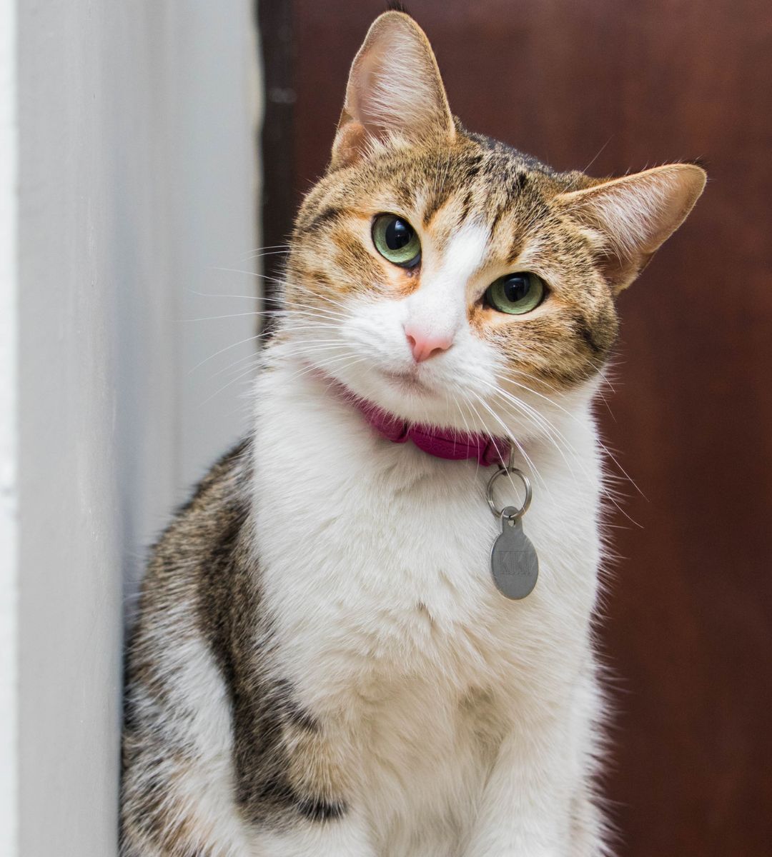a cat with a collar sitting on a window sill