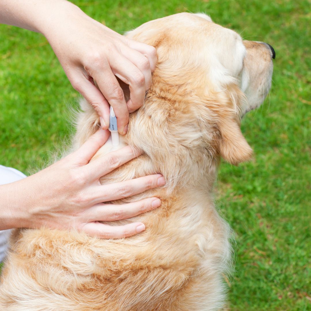 a person is petting a dog on the grass