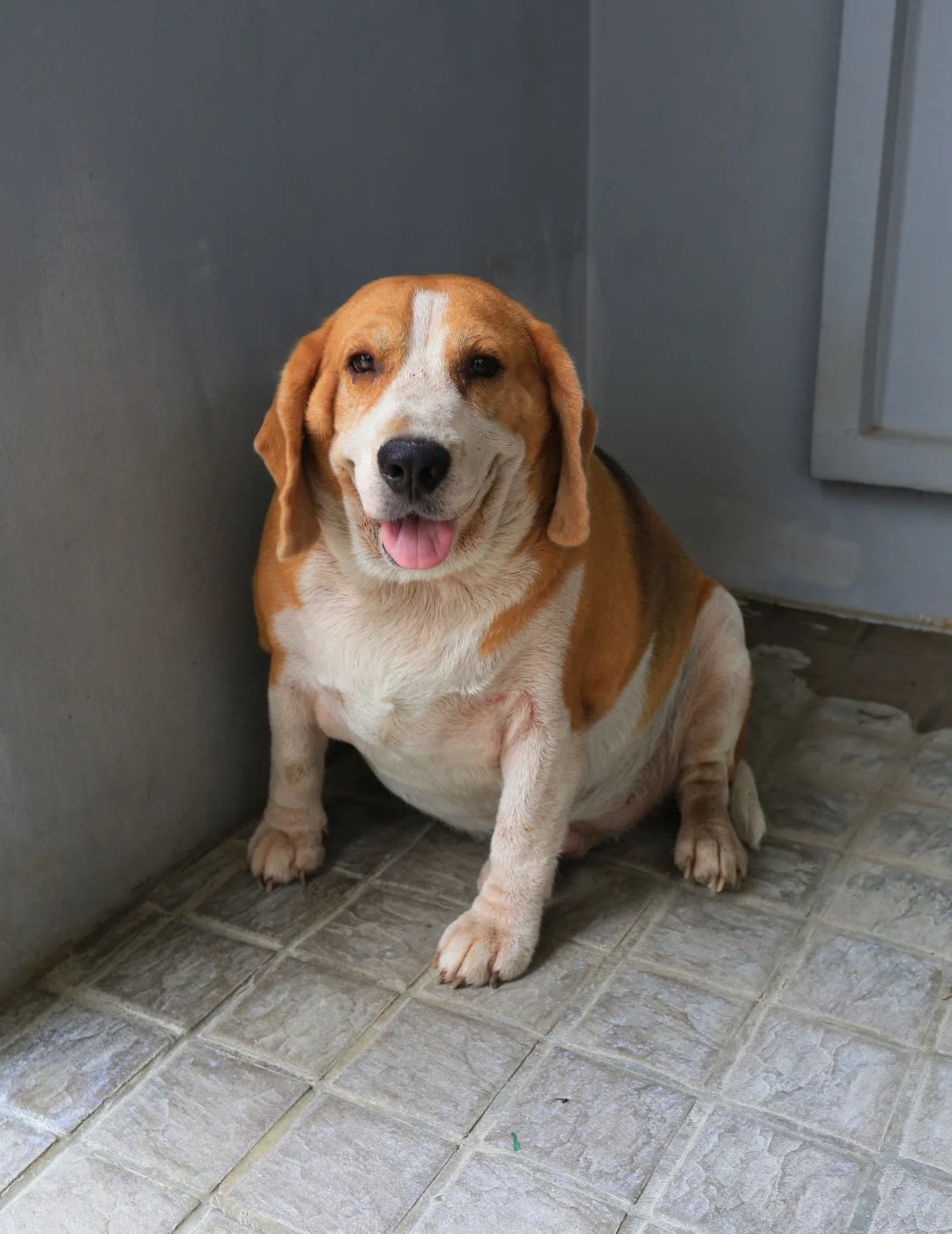 A smiling beagle, visibly overweight, sits on a tiled floor in a corner of a room. The dog's cheerful expression contrasts with its weight, emphasizing the need for a weight management plan to improve its health and well-being. The gray walls and floor provide a neutral backdrop.