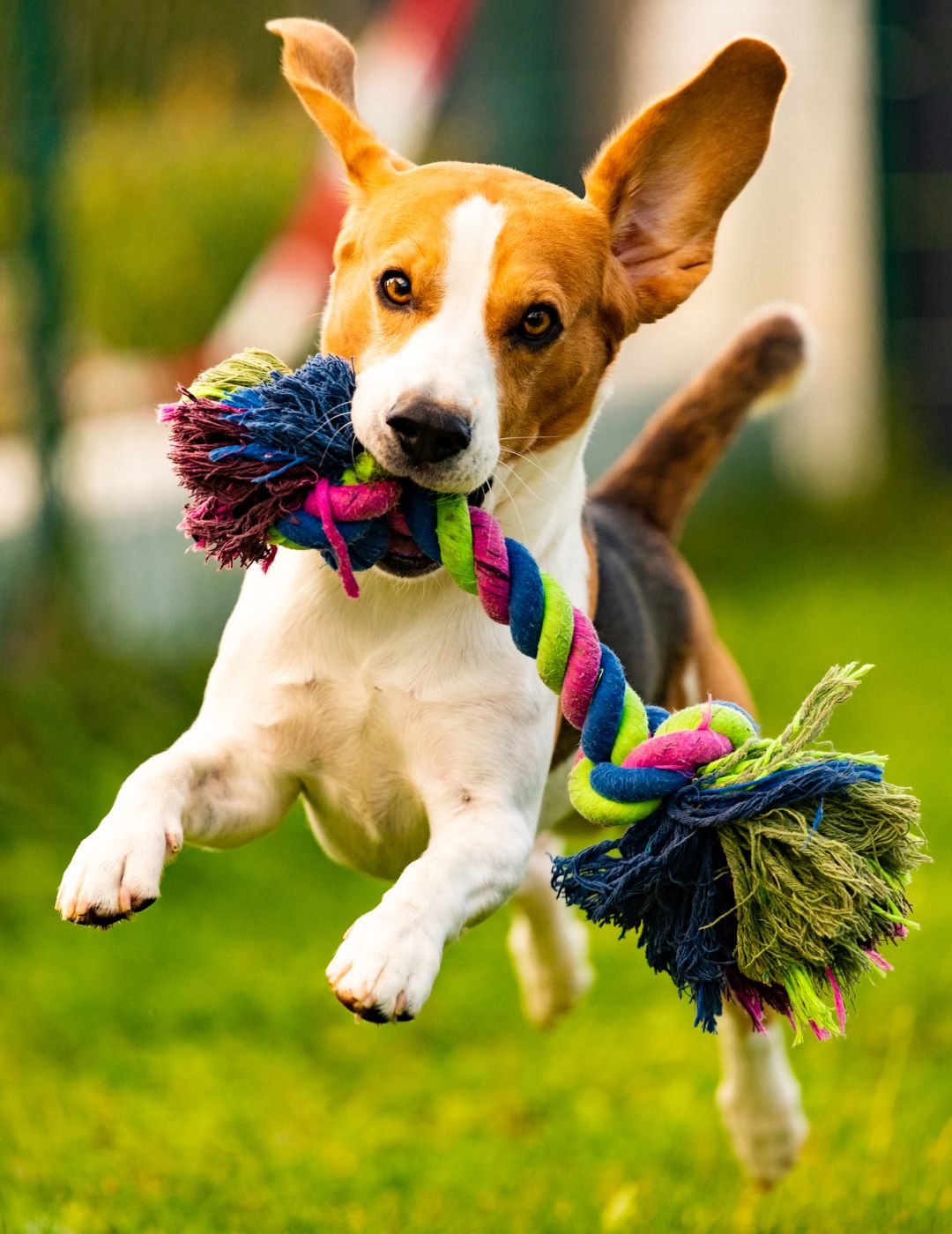 a brown and white dog holding a toy in its mouth