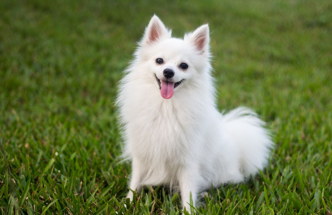 Routine Parasite Prevention Banner a small white dog sitting on top of a lush green field