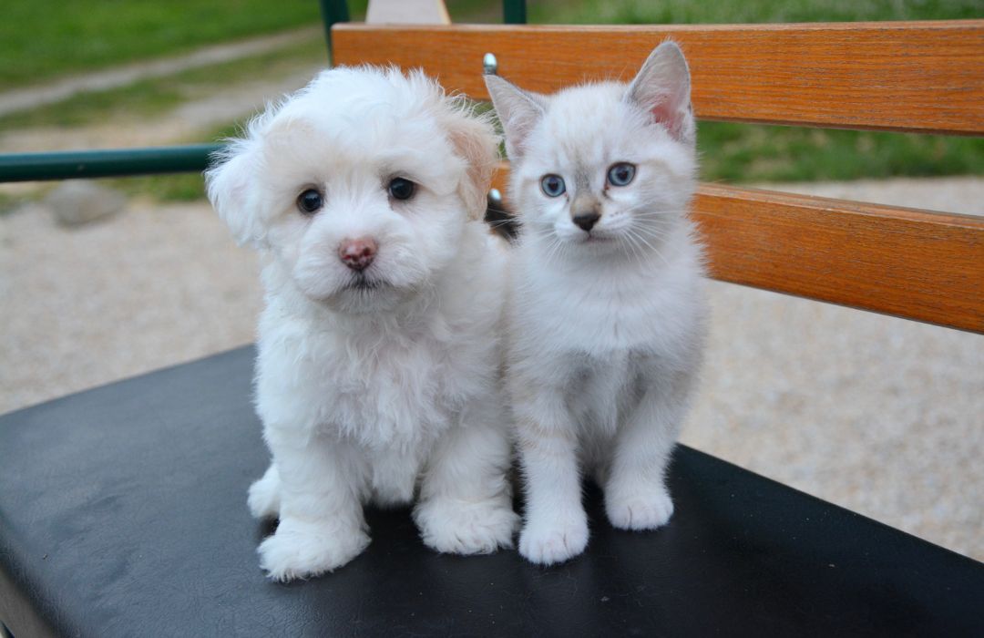 a puppy and kitten sitting on the bench