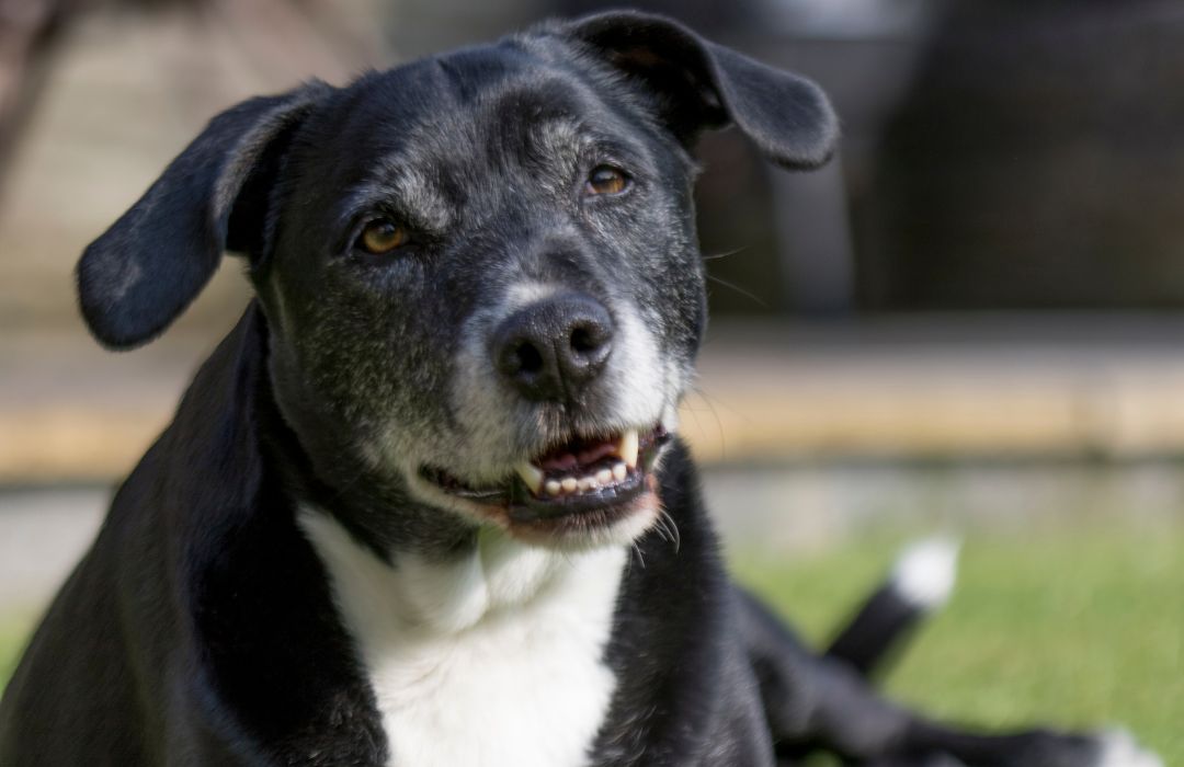 end-of-life-ban Older black dog with gray muzzle lying on grass