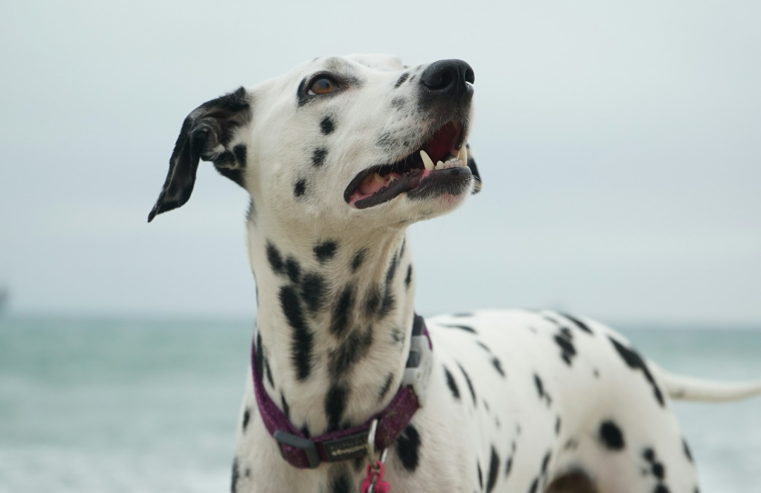 Pet is taking a stroll